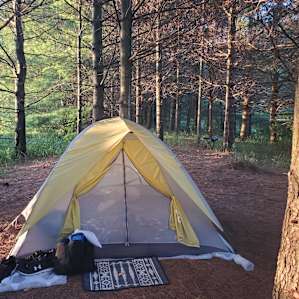 Forest area attached to the river site, perfect for pitching your tent.