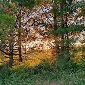 Sun setting through the trees, in the woods on the river site.