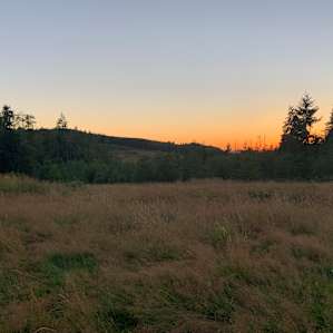 Ol' Alder Tree Tent Site Clatskanie