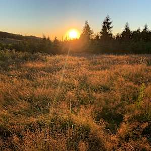 Ol' Alder Tree Tent Site Clatskanie