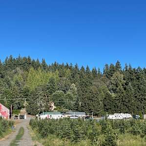 Christmas tree farm scenery.