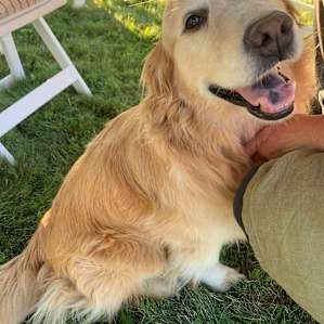 Bonus the farm dog