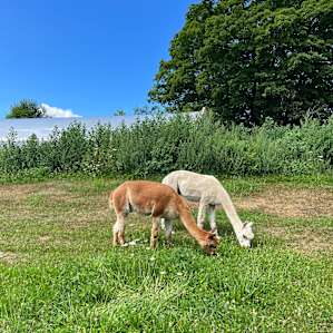 Amanda's Alpaca Farm