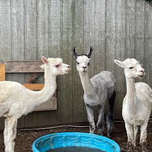 Amanda's Alpaca Farm