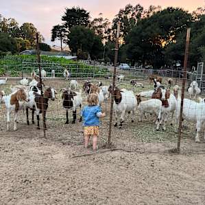 Camp with Goats!