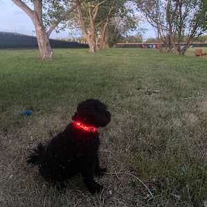 Dog Park Dream! Close to Calgary