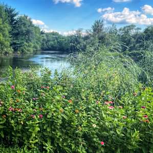 Peaceful Camping at Willowthorne