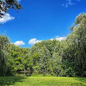 Peaceful Camping at Willowthorne