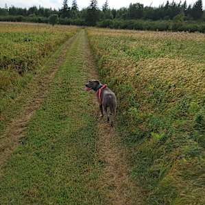 Paws Crossing Woods Retreat