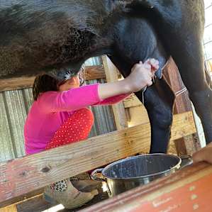 Milking Pearl
