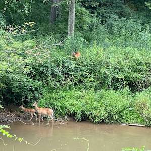 New River Trail- baby deer in the river.
