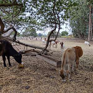 Camp with Goats!