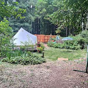 Bell tent in the redwoods