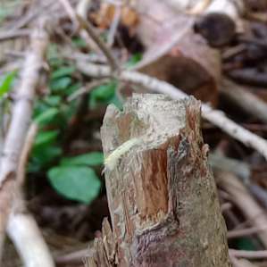 This little inch worm kept me company during my stay.