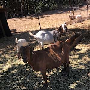 goats