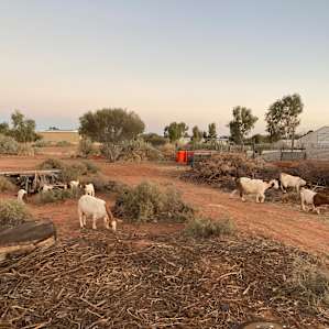 Happy Farm - Bush Camp with a view