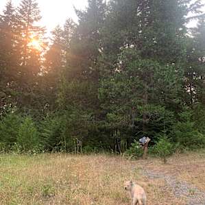 Gorgeous Oregon trees