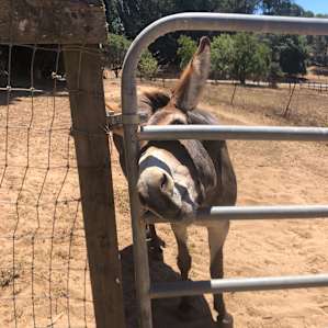 More carrots please!