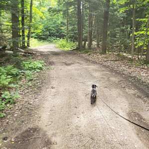 Cedar Creek Forest Camping