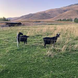 Rusty Nail Farm