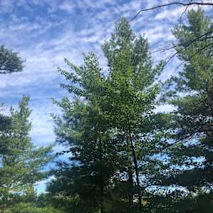 Pine Solitude!