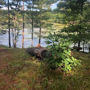 Pine Solitude!