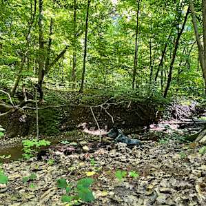 Pet meditation by the creek