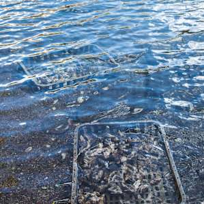 Wonboyn oysters - just 2min walk from the caravan park