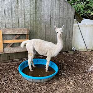 Amanda's Alpaca Farm