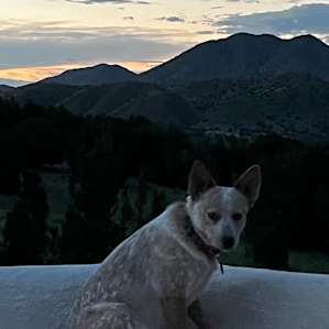 Her sweet pup watched the sunset with me