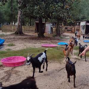 Goat House Farm - The Coop