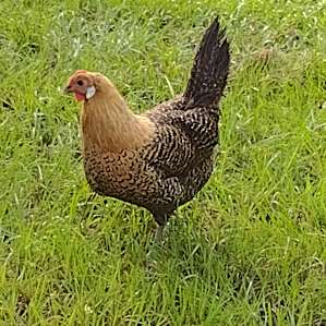 Goat House Farm - The Coop