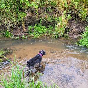 Our dog living her best life