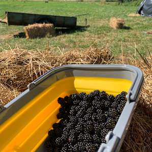 Camping on a farm