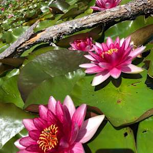 Lake,-woods HideAway @Bull Frog Bay