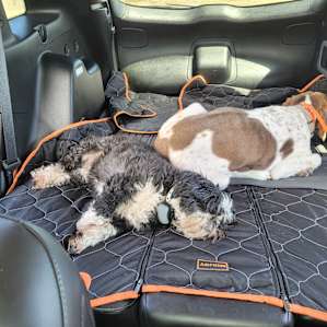 Pups pooped after another long day of enjoying a lot of fresh air!