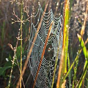 dewy spiderweb (and spider) at sunrise!