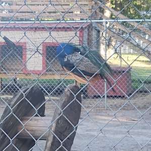 They had a few farm animals like goats, chickens and peacocks/ peahens!