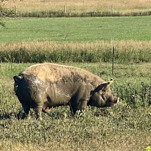 The Good Earth Farm RV Site