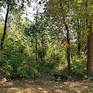 Off leash Dog Exploring Perfect for Friendly pets!