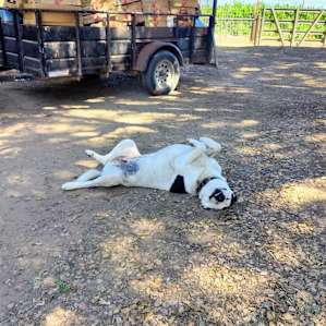 Jane asking for a belly rub when she's off-duty as ranch guard dog