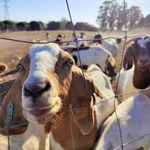 The goats come running up to you when you approach the fence