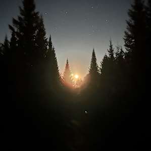 Hidden Pines