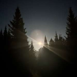 Hidden Pines