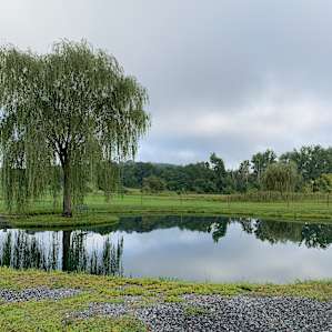 The Black Bear Campsite