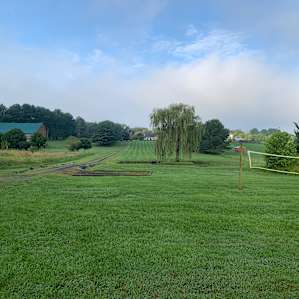 The Black Bear Campsite