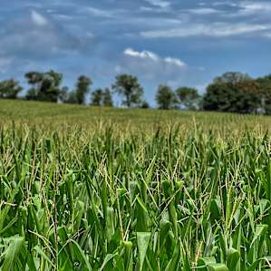 A cornfield on the outskirts of their property.
