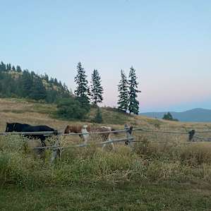 The horses passing by at sunset