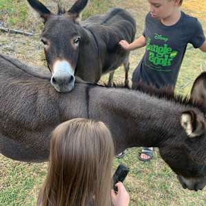 Brushing the donkeys!