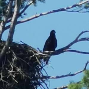 Osprey with its HUGE nest!